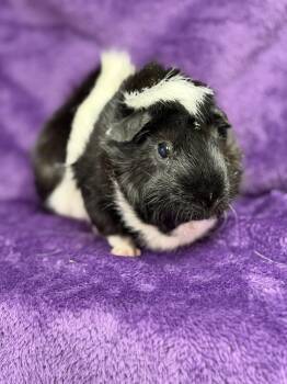 Rescue Guinea Pig Guinea Pigs for Adoption in Edinburg, Pennsylvania - Comet: Video!! | PetCurious